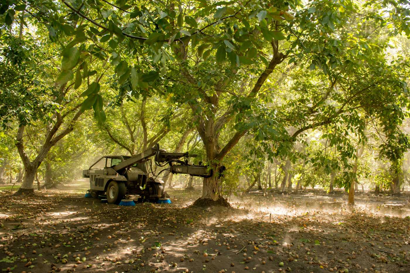 From Tree to Table: Behind the Scenes at the California Walnuts Harvest ...